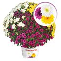 Bild von Bolchrysant Triomix P19 Purple. White & Yellow